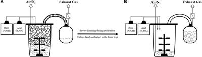 Evaluation of an external foam column for in situ product removal in aerated surfactin production processes